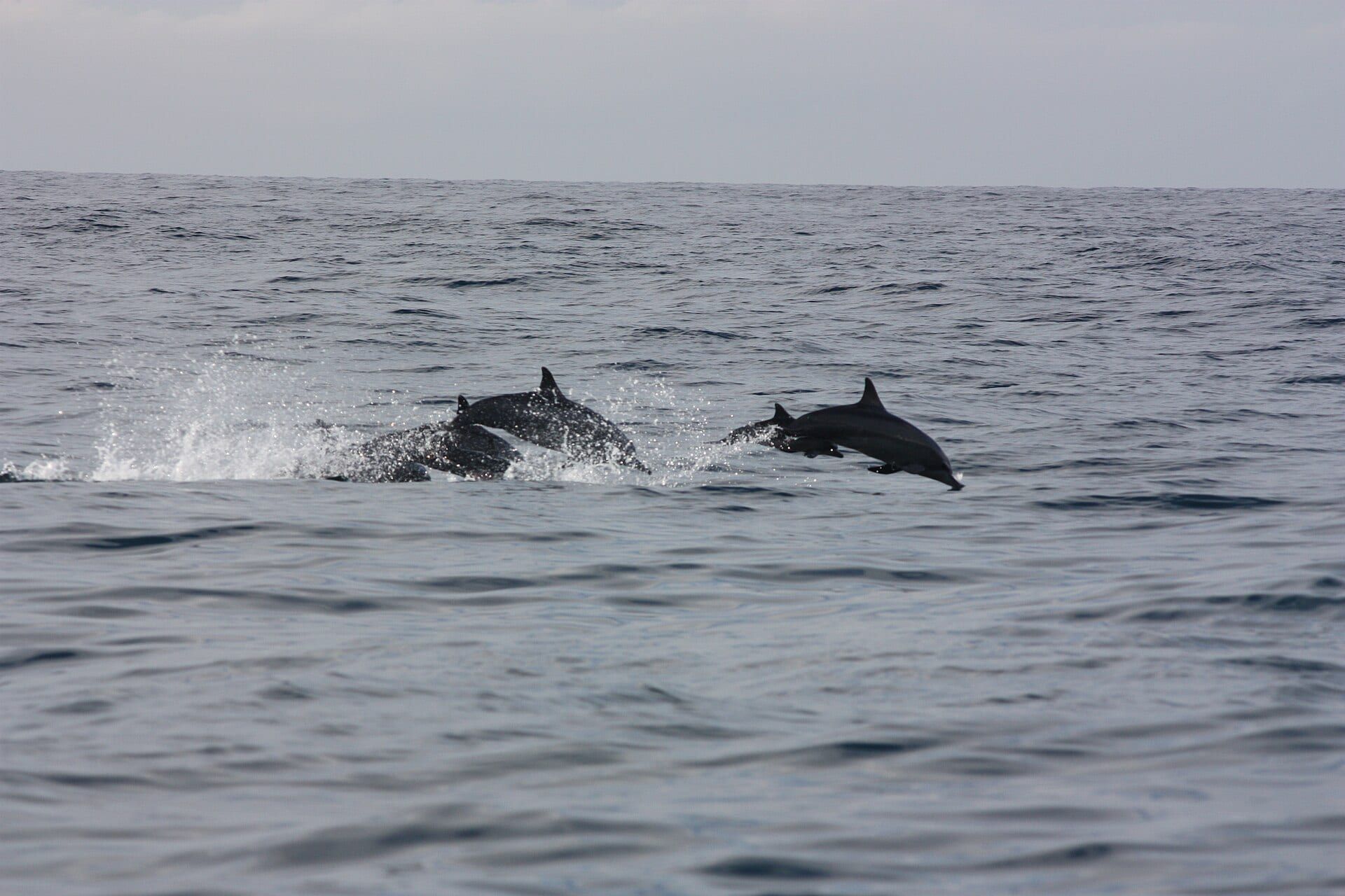 Two dolphins leaping out of the sea on a whale-watching trip off Mirissa